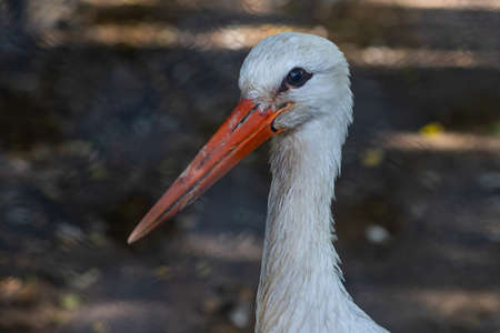 Closeup of an european White Stork.の写真素材
