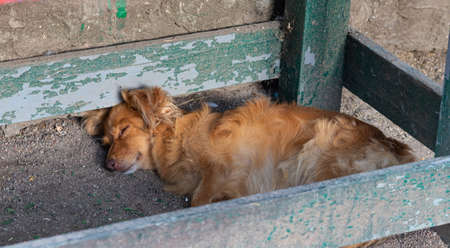 Rural mongrel dog sleeps in the yard in a wooden pen.の写真素材