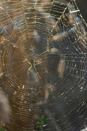 Background of the threads of a spider web with dew drops. Web macro. Abstract natural background in the sunlight with the blur. Shallow depth of field. Beautiful lines of a spider webの写真素材