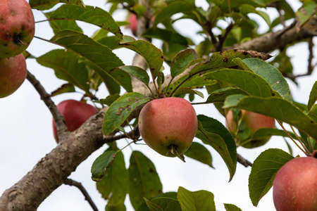 branch of ripe apples on a tree in a garden.