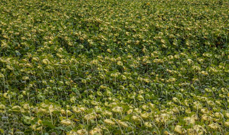 A basket of ripe sunflower on the background of the fieldの写真素材