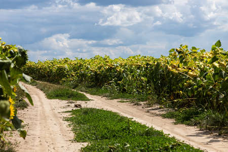 Ready ripe withered sunflowers on the field along a rural road.の写真素材