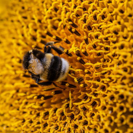 Black and yellow striped bee, honey bee, pollinating sunflowers close up low level view of single...