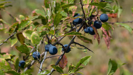 Blackthorn sloe or prunus spinosa growing on a tree branch.の写真素材