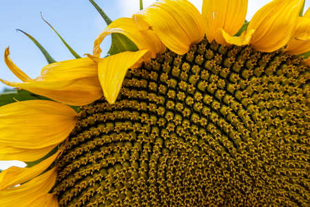 rural farm field with dry and ripe disk heads of common sunflower ready for harvest, and a late flower bloom in blue summer skyの写真素材