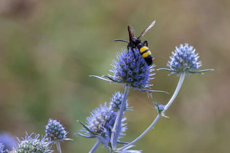 Bee on flowers of eryngium. Bee pollinates a flower in the garden.の写真素材