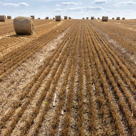 Stacks of straw - bales of hay, rolled into stacks left after harvesting of wheat ears, agricultural farm field with gathered crops rural.の写真素材