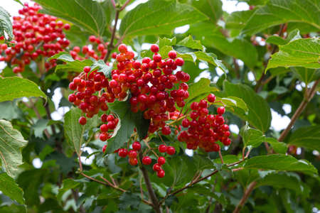 Autumn branch viburnum during the rain, falling drops. Ripe juicy red berries viburnum opulus, green leaves, macro. Harvest, fall backgroundの写真素材