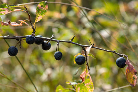 Blackthorn sloe or prunus spinosa growing on a tree branch.の写真素材