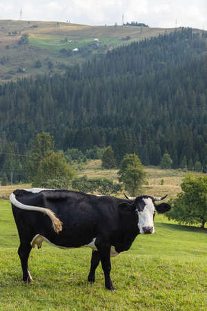 cows graze on the green grass of the mountain slope.の写真素材