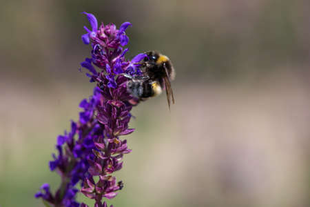 Close up of a bumble bee pollinating in a lavender field. selective soft focus