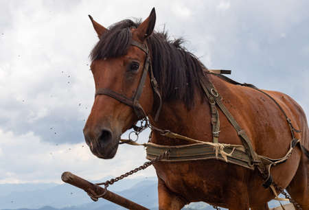 horse carriage in the Carpathian mountains. Ukraine.の写真素材