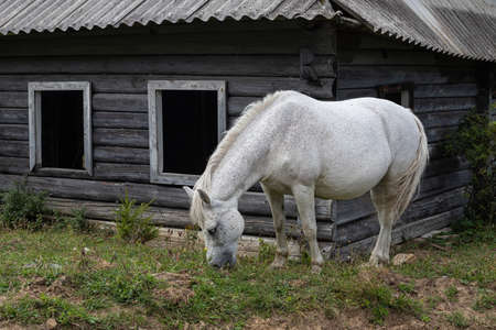 A white horse, against the backdrop of a house on a hill.の写真素材
