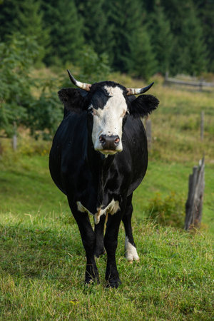 cows graze on the green grass of the mountain slope.の写真素材