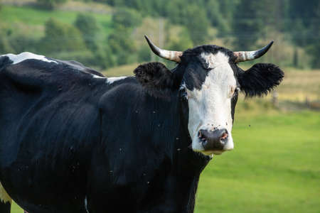 cows graze on the green grass of the mountain slope.の写真素材