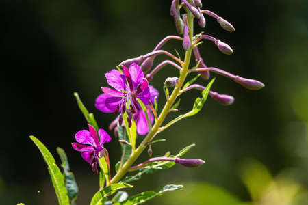 Willowherb - Epilobium Angustifolium. blooming sally Epilobium angustifolium. Purple Alpine...