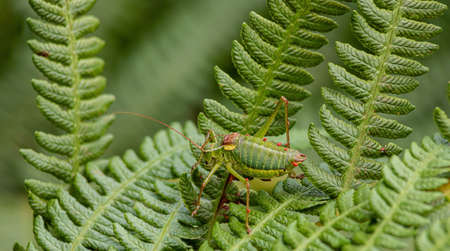 Steropleurus pseudolus Saddle Bush-cricket large grasshopper with no wings green. endemic. natural...