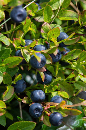 Bush of a ripe bilberry closeup. Bush berries high in the mountains.
