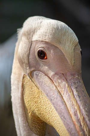 The Great white pelican - Pelecanus onocrotalus - also known as the Eastern white pelican. Bird scene. Beauty in nature. Animal portrait.の写真素材