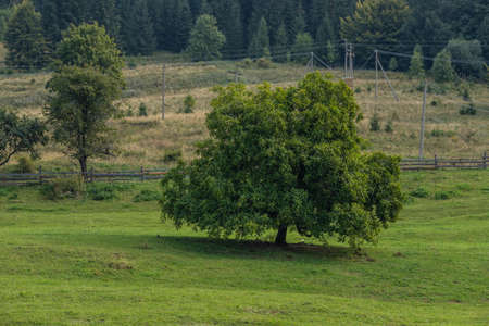 Landscape of summer nature with green glade, forest and big single tree.の写真素材