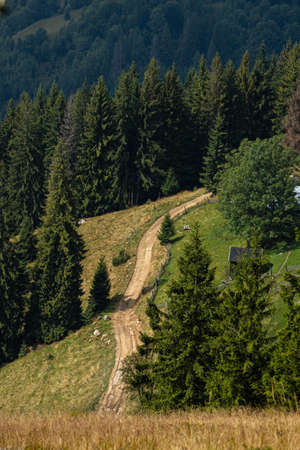 meadow with coniferous trees in the mountains on a sunny day. Forest background.の写真素材