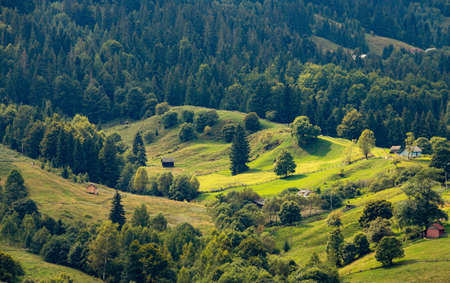 meadow with coniferous trees in the mountains on a sunny day. Forest background.の写真素材