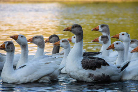 Farm life. A flock of white and gray geese swims in a blue pond.の写真素材