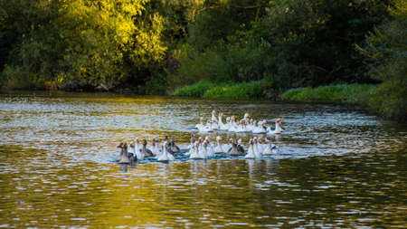 Domestic geese swim in the water. A flock of white beautiful geese in the river.の写真素材