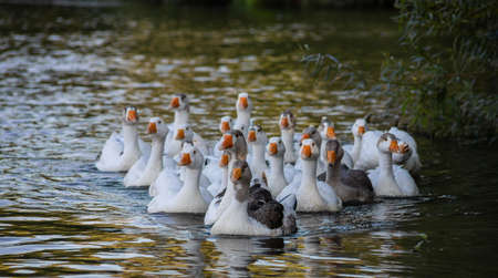 Domestic geese swim in the water. A flock of white beautiful geese in the river.の写真素材