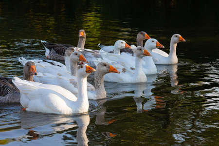 Domestic geese swim in the water. A flock of white beautiful geese in the river.の写真素材