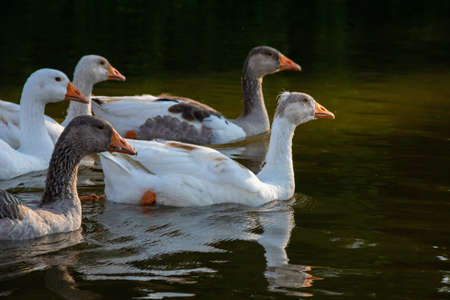 Domestic geese swim in the water. A flock of white beautiful geese in the river.の写真素材