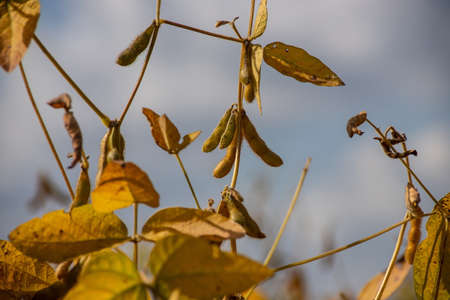Ripe soybeans on the field ready to harvest.の写真素材