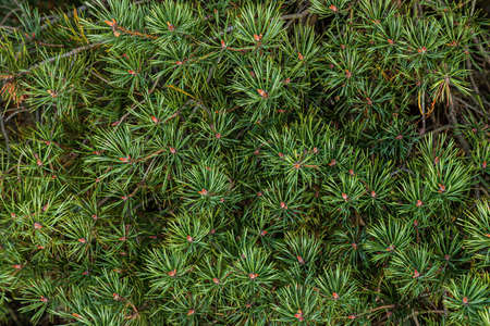 Green coniferous shoots close up. The needles were short. Branches of a southern tree. Image for texture, background.の写真素材