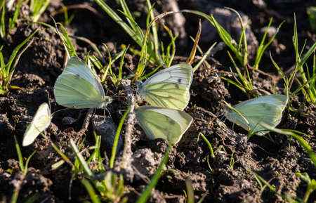 In hot summer day group of butterflies spends time by the river. cabbage butterfly, Pieris brassicae.の写真素材