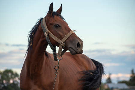 Portrait of nice brown horse on blue background Horse Head.の写真素材