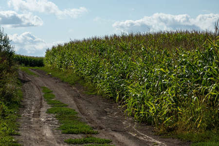 Corn field in the sunny and blue sky.