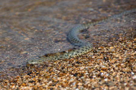 Natrix tessellata water snake on the beach.の写真素材
