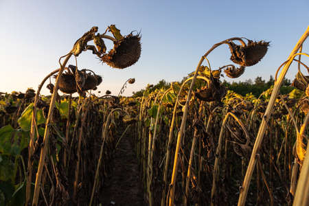 A basket of ripe sunflower on the background of the field.の写真素材