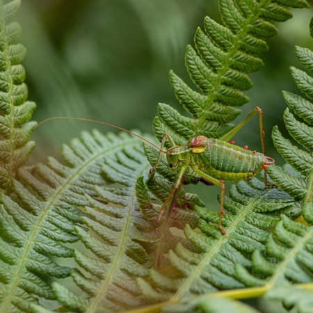 Steropleurus pseudolus Saddle Bush-cricket large grasshopper with no wings green. endemic. natural lightの写真素材