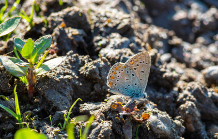 In hot summer day group of butterflies spends time by the river. cabbage butterfly, Pieris...