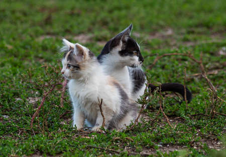 Little kitten. Baby Cat playing on open air. Funny Pet living on the farm outdoor. Cute pet jolly...