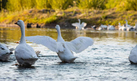 Farm life. A flock of white and gray geese swims in a blue pond.の写真素材