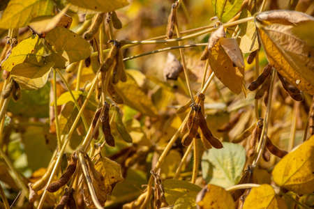 Ripe soybeans on the field ready to harvest.の写真素材