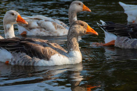 Farm life. A flock of white and gray geese swims in a blue pond.の写真素材