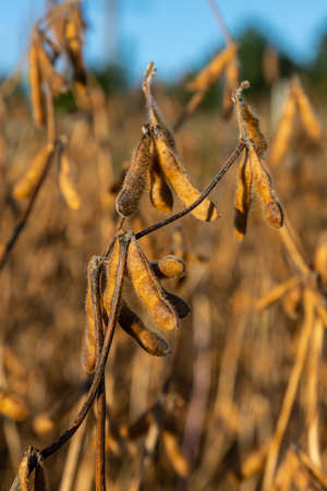 Soybeans pod macro. Harvest of soy beans - agriculture legumes plant. Soybean field - dry soyas pods.の写真素材