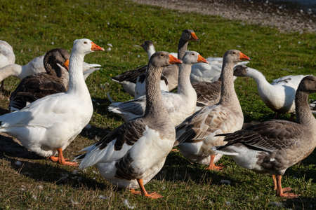 Group of white fronted geese resting and feeding in coastal golf course grassland.の写真素材