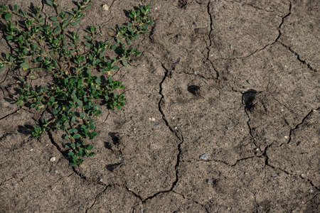 Cracked Earth and green grass. Dried Ground Texture.