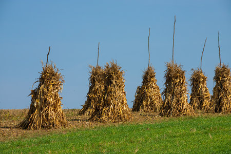 Dry corn stalks golden sheaves in empty grassy field after harvest cloudless blue sky copy space background at fall. Peaceful landscape, rural autumn panorama.の写真素材