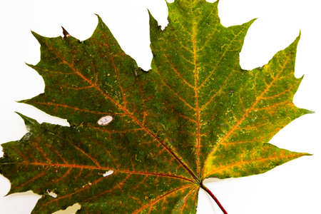 Bright yellow-green autumn leaves on a white background. texture.の写真素材