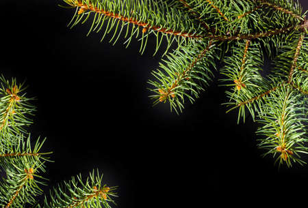 Christmas green spruce branch isolated on black background.